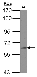 BIN2 Antibody - Sample (30 ug of whole cell lysate) A: HepG2 10% SDS PAGE BIN2 antibody diluted at 1:1000