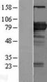 BIN2 Protein - Western validation with an anti-DDK antibody * L: Control HEK293 lysate R: Over-expression lysate