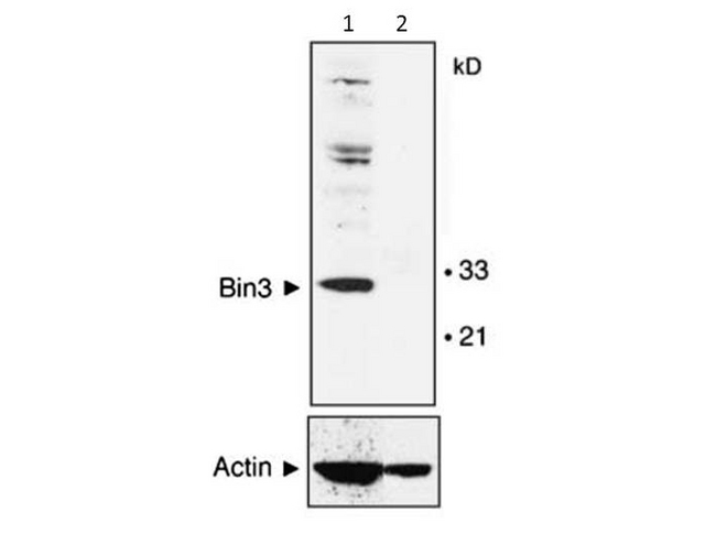 BIN3 Antibody - Western blot of Mouse Anti-BIN3 antibody. Lane 1: MEF cells wild type. Lane 2: MEF cells null mice. Load: 35 ug per lane. Primary antibody: BIN3 antibody overnight at 4C. Secondary antibody: IRDye800 mouse secondary antibody for 45 min at RT. Block: 5% BLOTTO overnight at 4C. Predicted/Observed size: 29.7 kDa, 30 kDa for BIN-3. Other band(s): non-specific.