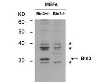 BIN3 Antibody - Western Blot of Mouse anti-BIN3 antibody. Lane 1: MEF lysate BIN3 +/-. Lane 2: MEF lysate BIN3 -/-. Load: 35 µg per lane. Primary antibody: BIN-3 antibody at 1:400 for overnight at 4°C. Secondary antibody: mouse secondary antibody at 1:10,000 for 45 min at RT. Block: 5% BLOTTO overnight at 4°C. Predicted/Observed size: 29.7 kDa, 31 kDa for BIN 3. Other band(s): * non-specifics.