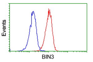 BIN3 Antibody - Flow cytometry of Jurkat cells, using anti-BIN3 antibody (Red), compared to a nonspecific negative control antibody (Blue).