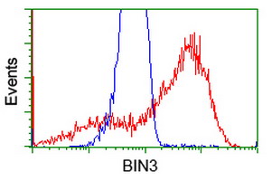 BIN3 Antibody - HEK293T cells transfected with either overexpress plasmid (Red) or empty vector control plasmid (Blue) were immunostained by anti-BIN3 antibody, and then analyzed by flow cytometry.