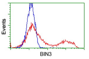 BIN3 Antibody - HEK293T cells transfected with either overexpress plasmid (Red) or empty vector control plasmid (Blue) were immunostained by anti-BIN3 antibody, and then analyzed by flow cytometry.