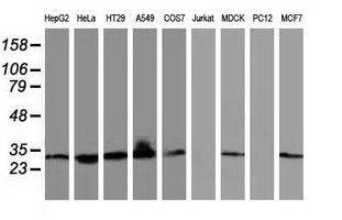 BIN3 Antibody - Western blot of extracts (35 ug) from 9 different cell lines by using anti-BIN3 monoclonal antibody.