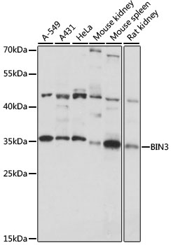 BIN3 Antibody - Western blot analysis of extracts of various cell lines, using BIN3 antibody at 1:1000 dilution. The secondary antibody used was an HRP Goat Anti-Rabbit IgG (H+L) at 1:10000 dilution. Lysates were loaded 25ug per lane and 3% nonfat dry milk in TBST was used for blocking. An ECL Kit was used for detection and the exposure time was 30s.