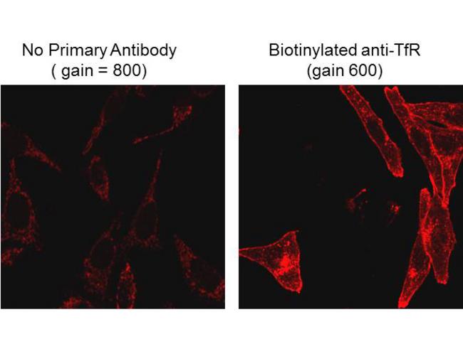 Biotin Antibody - Immunofluorescence Microscopy of Mouse Anti-Biotin antibody. Tissue: HeLa cells. Fixation: 0.5% PFA. Antigen retrieval: not required. Primary antibody: Biotinylated anti-transferrin receptor antibody. Secondary antibody: CF™488A anti-biotin secondary antibody at 2ug/mL for 45 min at RT. Localization/Staining: plasma membrane and endosome.