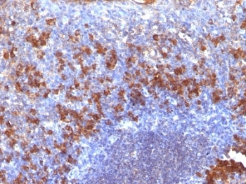 Biotin Antibody - Formalin-fixed, paraffin-embedded human tonsil stained with biotinylated Lambda Light Chain Ab probe followed by anti-Biotin antibody (SPM375). This image was taken for the unmodified form of this product. Other forms have not been tested.
