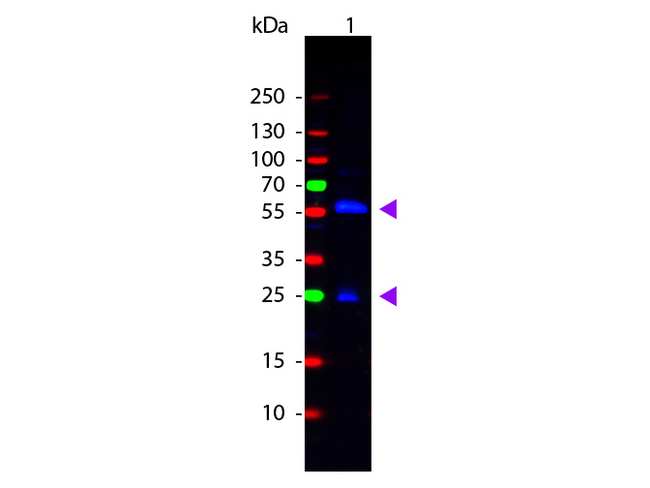 Biotin Antibody - Western Blot of Rabbit anti-Biotin Fluorescein Conjugated Antibody. Lane 1: Biotin Conjugated Guinea Pig IgG. Lane 2: None. Load: 50 ng per lane. Primary antibody: None. Secondary antibody: Fluorescein rabbit secondary antibody at 1:1000 for 60 min at RT. Block: MB-070 for 30 min at RT. Predicted/Observed size: 28 & 55 kDa, 28 & 55 kDa for Guinea Pig IgG. Other band(s): None. This image was taken for the unconjugated form of this product. Other forms have not been tested.