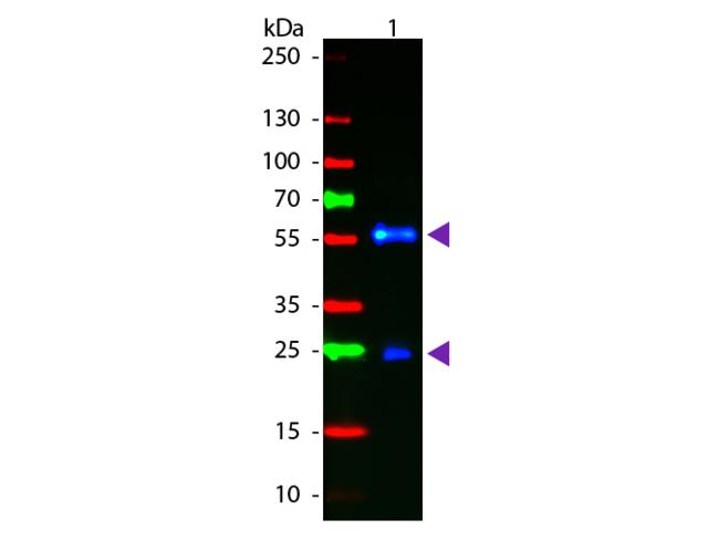 Biotin Antibody - Western blot of Fluorescein conjugated Goat F(ab’)2 Anti-Biotin secondary antibody. Lane 1: Biotin conjugated Guinea Pig IgG. Lane 2: None. Load: 50 ng per lane. Primary antibody: None. Secondary antibody: Fluorescein goat secondary antibody at 1:1,000 for 60 min at RT. Predicted/Observed size: 25 & 55 kDa, 25 & 55 kDa for Guinea Pig IgG. Other band(s): None.