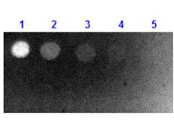 Biotin Antibody - Dot Blot results of Goat Fab Anti-Biotin Antibody Fluorescein Conjugate. Dots top row: Biotin-BSA Conjugate. Dots bottom row: BSA alone. Load: (1) 100ng, (2) 33.3ng, (3) 11.1ng, (4) 3.70ng, (5) 1.23ng. Primary Antibody: none. Secondary Antibody: Goat Fab Anti-Biotin Antibody FITC at 1ug/mL in