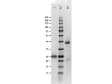 Biotin Antibody - SDS-PAGE results of Goat Fab Anti-Biotin Antibody. Lane 1: reduced Goat Fab Anti-Biotin. Lane 2: Opal PreStained Molecular Weight Ladder  Lane 3: non-reduced Goat Fab Anti-Biotin. Load: 1µg. 4-20% Gel, Coomassie Blue Stained.