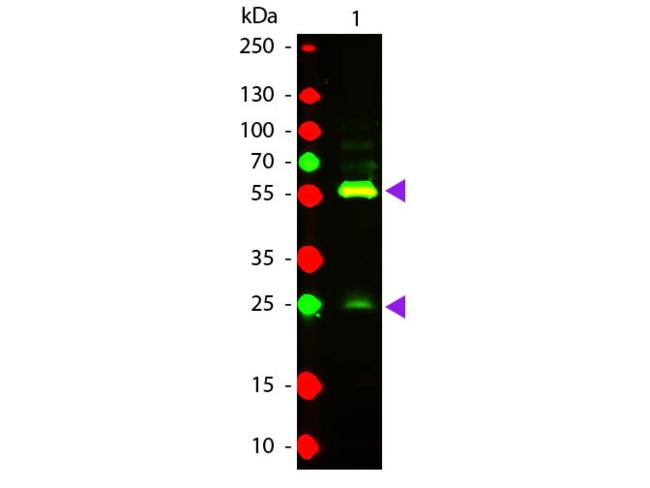 Biotin Antibody - Western Blot of Texas Red™ conjugated Goat Anti-Biotin secondary antibody. Lane 1: Biotin conjugated Guinea Pig IgG. Lane 2: None. Load: 50 ng per lane. Primary antibody: None. Secondary antibody: Texas Red™ goat secondary antibody at 1:1,000 for 60 min at RT. Predicted/Observed size: 25 & 55 kDa, 25 & 55 kDa for Guinea Pig IgG. Other band(s): None.