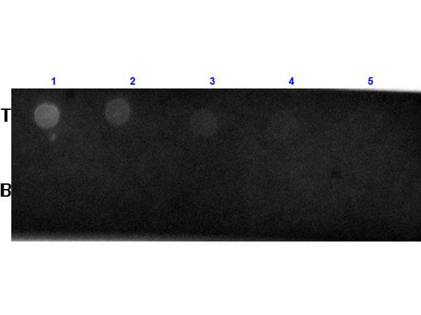 Biotin Antibody - Dot Blot results of Rabbit Anti-Biotin Antibody Texas Red™ Conjugated. Dots top row (T) Rat IgG Biotin Conjugated and bottom row (B) Rat IgG at (1) 100ng, (2) 33.3ng, (3) 11.1ng, (4) 3.70ng, (5) 1.23ng. Primary Antibody: none. Secondary Antibody: Rabbit Anti-Biotin Antibody Texas Red™ at 1µg/mL for 1hr at RT.