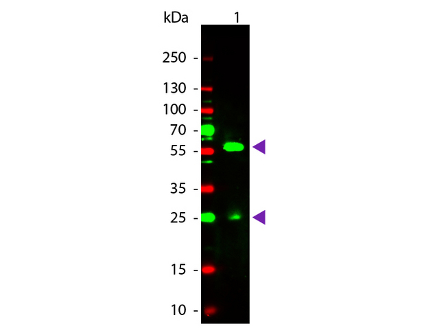 Biotin Antibody - Western Blot of Rabbit anti-Biotin Rhodamine Conjugated Antibody. Lane 1: Biotin Conjugated Guinea Pig IgG. Lane 2: None. Load: 50 ng per lane. Primary antibody: None. Secondary antibody: Rhodamine rabbit secondary antibody at 1:1000 for 60 min at RT. Block: MB-070 for 30 min at RT. Predicted/Observed size: 28 & 55 kDa, 28 & 55 kDa for Guinea Pig IgG. Other band(s): None. This image was taken for the unconjugated form of this product. Other forms have not been tested.