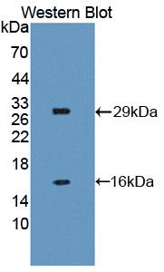 BIRC1 / NAIP Antibody - Western Blot; Sample: Recombinant protein.