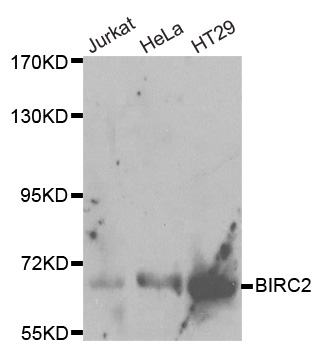 BIRC2 / cIAP1 Antibody - Western blot analysis of extracts of various cell lines.
