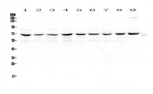 BIRC2 / cIAP1 Antibody - Western blot - Anti-cIAP1 Picoband antibody