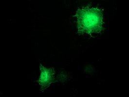 BIRC3 / cIAP2 Antibody - Anti-BIRC3 mouse monoclonal antibody immunofluorescent staining of COS7 cells transiently transfected by pCMV6-ENTRY BIRC3.
