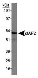 BIRC3 / cIAP2 Antibody - cIAP2/HIAD1 Antibody - Western blot on HeLa whole cell lysate.  This image was taken for the unconjugated form of this product. Other forms have not been tested.
