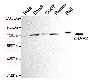 BIRC3 / cIAP2 Antibody - Western blot detection of c-IAP2 in Ramos, COS7, Raji and Daudi cell lysates using c-IAP2 mouse monoclonal antibody (1:1000 dilution). Predicted band size: 68KDa, Observed band size:72KDa.