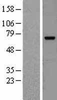 BIRC3 / cIAP2 Protein - Western validation with an anti-DDK antibody * L: Control HEK293 lysate R: Over-expression lysate