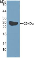 BIRC5 / Survivin Antibody - Western Blot; Sample: Recombinant Surv, Mouse.