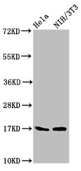 BIRC5 / Survivin Antibody - Western Blot Positive WB detected in: Hela whole cell lysate, NIH/3T3 whole cell lysate All lanes: Birc5 antibody at 5.3µg/ml Secondary Goat polyclonal to rabbit IgG at 1/50000 dilution Predicted band size: 17, 15, 5 kDa Observed band size: 17 kDa