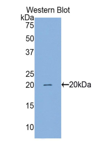 BIRC5 / Survivin Antibody - Western blot of recombinant BIRC5 / Survivin.  This image was taken for the unconjugated form of this product. Other forms have not been tested.