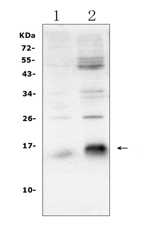 BIRC5 / Survivin Antibody - Western blot analysis of Survivin using anti-Survivin antibody. Electrophoresis was performed on a 5-20% SDS-PAGE gel at 70V (Stacking gel) / 90V (Resolving gel) for 2-3 hours. The sample well of each lane was loaded with 50ug of sample under reducing conditions. Lane 1: mouse SP2/0 whole cell lysates, Lane 2: human HEK293 whole cell lysates. After Electrophoresis, proteins were transferred to a Nitrocellulose membrane at 150mA for 50-90 minutes. Blocked the membrane with 5% Non-fat Milk/ TBS for 1.5 hour at RT. The membrane was incubated with rabbit anti-Survivin antigen affinity purified polyclonal antibody at 0.5 µg/mL overnight at 4°C, then washed with TBS-0.1% Tween 3 times with 5 minutes each and probed with a goat anti-rabbit IgG-HRP secondary antibody at a dilution of 1:10000 for 1.5 hour at RT. The signal is developed using an Enhanced Chemiluminescent detection (ECL) kit with Tanon 5200 system. A specific band was detected for Survivin at approximately 16KD. The expected band size for Survivin is at 16KD.