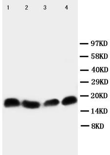 BIRC5 / Survivin Antibody - WB of BIRC5 / Survivin antibody. Lane 1: HELA Cell Lysate. Lane 2: JURKAT Cell Lysate. Lane 3: CEM Cell Lysate. Lane 4: COLO320 Cell Lysate.