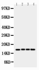 BIRC5 / Survivin Antibody - Anti-survivin antibody, Western blotting Lane 1: HELA Cell LysateLane 2: JURKAT Cell LysateLane 3: CEM Cell LysateLane 4: COLO320 Cell Lysate