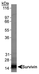 BIRC5 / Survivin Antibody - Survivin - Survivin detection in 30ug of HeLa whole cell extract at 1ug/ml.  This image was taken for the unconjugated form of this product. Other forms have not been tested.
