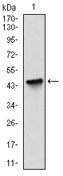 BIRC5 / Survivin Antibody - Western blot using BIRC5 monoclonal antibody against human BIRC5 (AA: 1-142) recombinant protein. (Expected MW is 16 kDa)