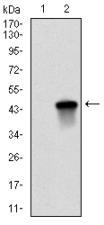 BIRC5 / Survivin Antibody - Western blot using BIRC5 monoclonal antibody against HEK293 (1) and BIRC5 (AA: 1-142)-hIgGFc transfected HEK293 (2) cell lysate.