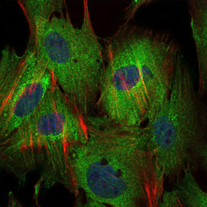 BIRC5 / Survivin Antibody - Immunofluorescence of MSCS cells using BIRC5 mouse monoclonal antibody (green). Blue: DRAQ5 fluorescent DNA dye. Red: Actin filaments have been labeled with Alexa Fluor-555 phalloidin.