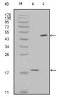 BIRC5 / Survivin Antibody - Western blot using survivin mouse monoclonal antibody against full-length survivin recombinant protein (1) and full-length survivin-GFP transfected Cos7 cell lysate (2).