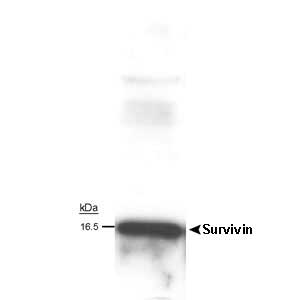 BIRC5 / Survivin Antibody - Survivin detected in rat aorta smooth muscle cell lysate using LS-2908.
