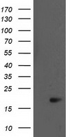 BIRC5 / Survivin Antibody - HEK293T cells were transfected with the pCMV6-ENTRY control (Left lane) or pCMV6-ENTRY BIRC5 (Right lane) cDNA for 48 hrs and lysed. Equivalent amounts of cell lysates (5 ug per lane) were separated by SDS-PAGE and immunoblotted with anti-BIRC5.