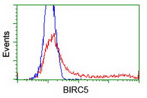 BIRC5 / Survivin Antibody - HEK293T cells transfected with either overexpress plasmid (Red) or empty vector control plasmid (Blue) were immunostained by anti-BIRC5 antibody, and then analyzed by flow cytometry.