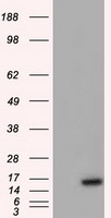BIRC5 / Survivin Antibody - HEK293T cells were transfected with the pCMV6-ENTRY control (Left lane) or pCMV6-ENTRY BI (Right lane) cDNA for 48 hrs and lysed. Equivalent amounts of cell lysates (5 ug per lane) were separated by SDS-PAGE and immunoblotted with anti-BI.