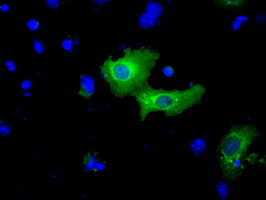 BIRC5 / Survivin Antibody - Anti-BI mouse monoclonal antibody  immunofluorescent staining of COS7 cells transiently transfected by pCMV6-ENTRY BI.