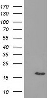 BIRC5 / Survivin Antibody - HEK293T cells were transfected with the pCMV6-ENTRY control (Left lane) or pCMV6-ENTRY BIRC5 (Right lane) cDNA for 48 hrs and lysed. Equivalent amounts of cell lysates (5 ug per lane) were separated by SDS-PAGE and immunoblotted with anti-BIRC5.