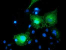 BIRC5 / Survivin Antibody - Anti-BIRC5 mouse monoclonal antibody immunofluorescent staining of COS7 cells transiently transfected by pCMV6-ENTRY BIRC5.