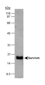 BIRC5 / Survivin Antibody - Detection of survivin in HeLa whole cell lysate (30 ug) using Survivin antibody - Astrocyte Marker at 1 ug/ml (1 minute exposure).  This image was taken for the unconjugated form of this product. Other forms have not been tested.