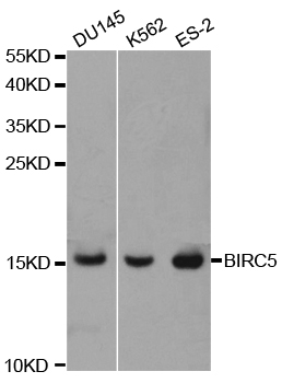 BIRC5 / Survivin Antibody - Western blot analysis of extracts of various cell lines, using BIRC5 antibody at 1:1000 dilution. The secondary antibody used was an HRP Goat Anti-Rabbit IgG (H+L) at 1:10000 dilution. Lysates were loaded 25ug per lane and 3% nonfat dry milk in TBST was used for blocking. An ECL Kit was used for detection and the exposure time was 90s.