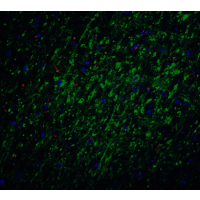 BIRC5 / Survivin Antibody - Immunofluorescence of Survivin in mouse brain tissue with Survivin Antibodyat 20 µg/mL. Green: Survivin antibody  Red: Phylloidin staining Blue: DAPI staining