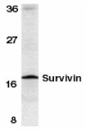 BIRC5 / Survivin Antibody - Western blot of Survivin in mouse spleen tissue lysate with Survivin antibody at (A) 2.5 and (B) 5 ug/ml.