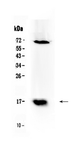 BIRC5 / Survivin Antibody - Western blot - Anti-Survivin Picoband Antibody