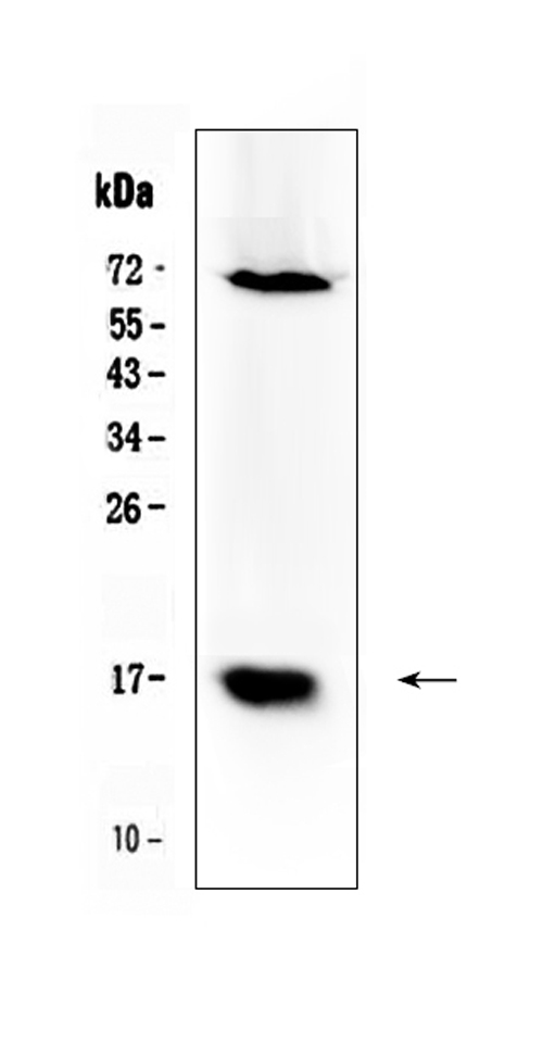 BIRC5 / Survivin Antibody - Western blot analysis of Survivin using anti-Survivin antibody. Electrophoresis was performed on a 5-20% SDS-PAGE gel at 70V (Stacking gel) / 90V (Resolving gel) for 2-3 hours. The sample well of each lane was loaded with 50ug of sample under reducing conditions. Lane 1: 293T whole cell lysates. After Electrophoresis, proteins were transferred to a Nitrocellulose membrane at 150mA for 50-90 minutes. Blocked the membrane with 5% Non-fat Milk/ TBS for 1.5 hour at RT. The membrane was incubated with rabbit anti-Survivin antigen affinity purified polyclonal antibody at 0.5 µg/mL overnight at 4°C, then washed with TBS-0.1% Tween 3 times with 5 minutes each and probed with a goat anti-rabbit IgG-HRP secondary antibody at a dilution of 1:10000 for 1.5 hour at RT. The signal is developed using an Enhanced Chemiluminescent detection (ECL) kit with Tanon 5200 system. A specific band was detected for Survivin at approximately 16KD. The expected band size for Survivin is at 16KD.