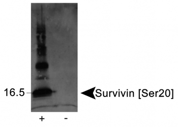 BIRC5 / Survivin Antibody - Detection of Survivin [Ser20] in phosphorylated recombinant protein (+), but not in unphosphorylated protein (-).  This image was taken for the unconjugated form of this product. Other forms have not been tested.